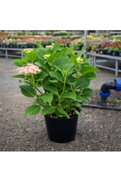 Hydrangea Florentina в контейнері